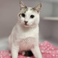 Photo of Misty