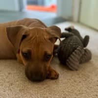 Photo of Alvin   4 Month Old Mixed Breed (Trial)