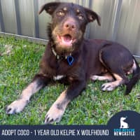 Photo of Coco   1 Year Old Kelpie X Wolfhound