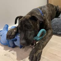 Photo of Caesar   1 Year Old Mastiff X