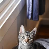 Photo of Velcro And Blu Tac