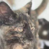 Photo of Tulip   In Foster Care In Healesville