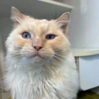 Photo of Lupin