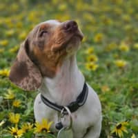 Photo of Lily