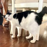 Photo of Atlas