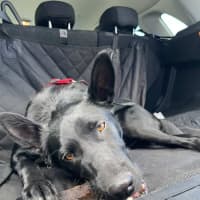 Photo of Rosie 