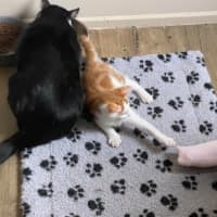 Photo of Caramel Chai  Meet Me At Pet Stock Carrum Downs