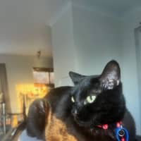 Photo of Batman