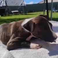 Photo of Tina🥇12 Week Old Staffy X Ridgeback Puppy