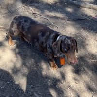 Photo of Winston