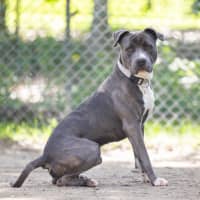 Photo of Cobalt