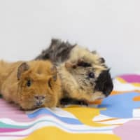 Photo of Snickers
