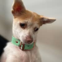 Photo of Maggie