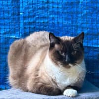 Photo of Chai 