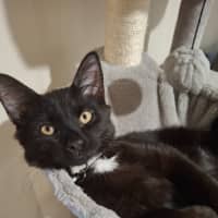 Photo of Merlin