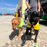 Photo of Huckleberry 