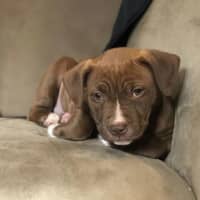 Photo of Molly