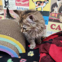 Photo of Salsa   Located In Melbourne