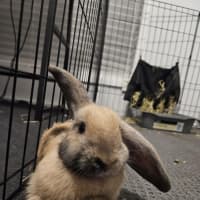 Photo of Shakira With Jlo