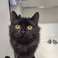 Photo of Posie