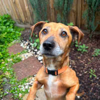 Photo of Piper 