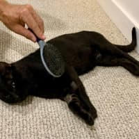 Photo of Inky