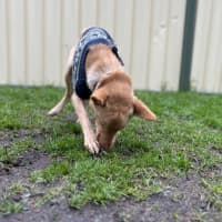 Photo of Bilby