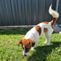 Photo of Pirana