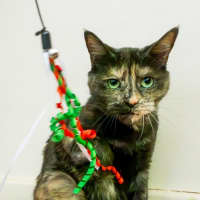 Photo of Tizzy 