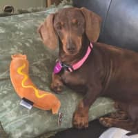 Photo of Piper