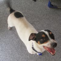 Photo of Nanook   2 Year Old Jack Russell Terrier (Trial)