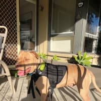 Photo of Sampson