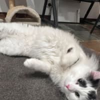 Photo of Panda