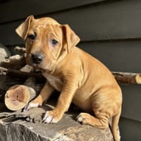 Photo of Abuela Litter