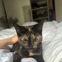 Photo of Peach 