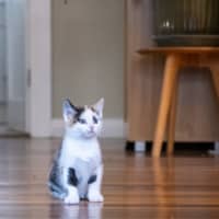 Photo of Maple