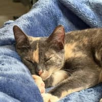 Photo of Luna