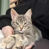 Photo of Shadow
