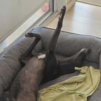 Photo of Freda, The Greyhound