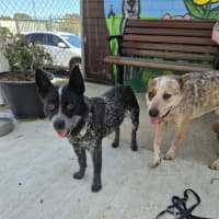 Photo of Snowy! ❄️