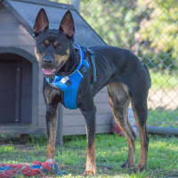 Photo of Clover