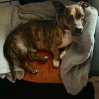 Photo of Tucker   2 Year Old Dachshund X Staffy