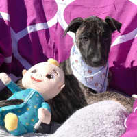 Photo of Cora