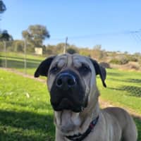Photo of Gypsy