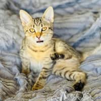 Photo of 11087   Jelli