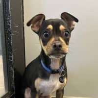 Photo of Dumpling