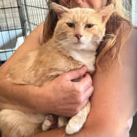 Photo of Lord Ludwig Smoochybutt