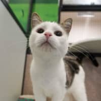 Photo of Star