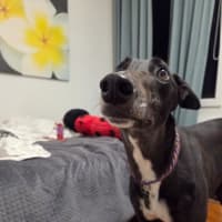 Photo of Drew, The Greyhound