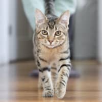 Photo of Pearl   In Foster Care In Reservoir